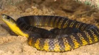 Top 10 most dangerous snakes in Australia