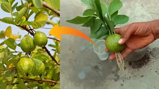 how to grow guava plant from fruit | Guava trees are now growing at home | guava tree |