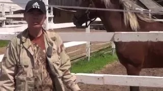 Как стать для лошади авторитетом