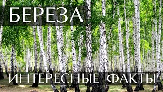 Интересные факты о Березе