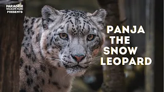 Meet Panja the Snow Leopard