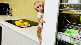 Super monkey! BiBi secretly ate his dad's food!