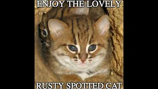 Rusty Spotted Kity