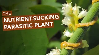 The Nutrient-Sucking Parasitic Plant Known As Devil's Guts, Strangle Weed, & Love Vine