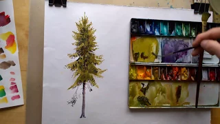 Drawing spruce in watercolors.