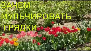 Мульчирование грядок травой/Чем и зачем мульчировать грядки