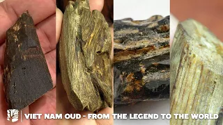 Vietnam Oud – From The Legend To The World | HAGA Oud