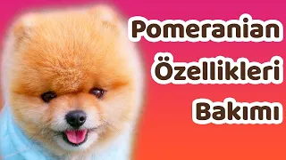 Pomeranian özellikleri, bakımı ve beslenmesi