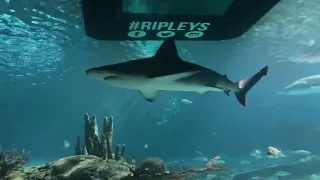 Ripley’s Aquarium Tunnel (Gatlinburg, TN)