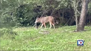 Family warns about dangerous urban coyotes in Miramar