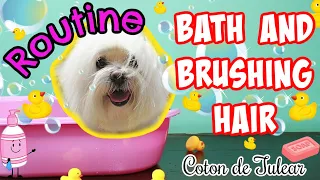 Dog Routine Bath and Brushing hair, Coton de tulear I Lorentix