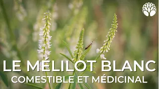 Mélilot blanc : les propriétés culinaires, médicinales et les risques !