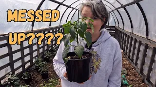 Have I Messed Up? Chilli Plants Are OUT!