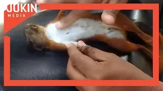 Giving CPR to Squirrel