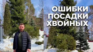 Ошибки посадки хвойных | Твой Сад