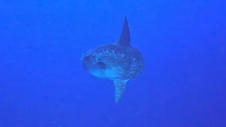 Hunting for Mola Mola at Nusa Penida