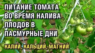 ПИТАНИЕ ТОМАТА во время налива В ПАСМУРНЫЕ ДНИ