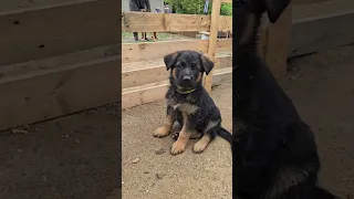 Giant German Shepherd puppies 1.5 months old. Cute and funny.