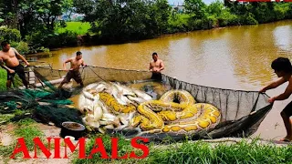 Chicken was swallowed by a giant snake when a young man fished | snake giant | jungle snake | world