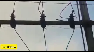 Snake🔥| snake shock 🔥| Electrical short circuit 🔥