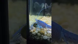 Blue Lobster Eats Crawfish!