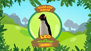 Yellow-eyed Penguin - Leo The Wildlife Ranger Animal Diaries | Animal Facts for Kids