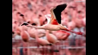 Kenia safari. Lake Nakuru National Park. Amazing Wildlife. Holiday in Kenya. 4K. Pink Flamingos.