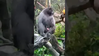 funny monkeys playing @ Singapore zoo