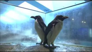 マカロニペンギン　長崎ペンギン水族館（Nagasaki Penguin Aquarium)