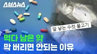 쓰레기통에 그냥 버린 약 때문에 알 낳는 수컷 물고기/스브스뉴스