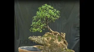 Chatt Par Baghwani - Make Bonsai on Rocks with our expert Renu Vaish