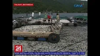 24 Oras: Tone-toneladang dami ng isda, namatay dahil sa pagtaas ng nakalalasong sulfide sa tubig