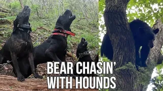 Bear Chasin’ with Hounds: 2 Hunts from Spring 2023