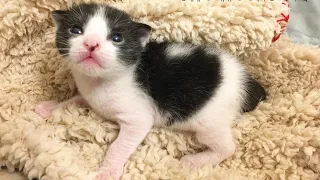 A newborn kitten was LEFT behind by mom cat