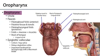 Larynx, Pharynx and CST LO 1 -  Pharynx