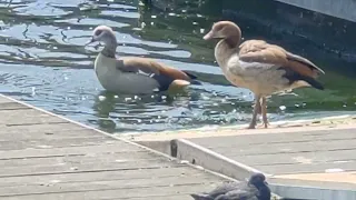 Nile Duck's taking turns to take a bath in the cold water. #funny