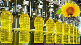 Mega Sunflower Oil Factory | How Sunflowers are Harvested & their Oil Extracted