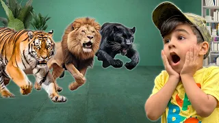 Big Cats for Kids| Atrin and Soren's Library adventure into the Zoo of Big Wild Cats | Educational