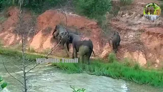 Elephant Bath | The Elephant Baths with his cubs | Annoy Humans Wildlife Tamil