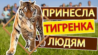 Siberian Tigress BROUGHT a tiger CUB to show people. Taigan