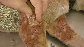 [Help Dog] Remove maggot from dog skin Ep28
