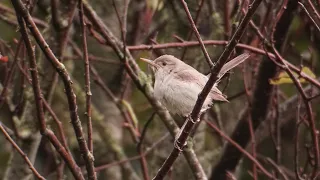 Upcher's Warbler - Grote Vale Spotvogel