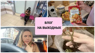 ВЛОГ: стоматолог / вкусные быстрые рецепты / пересадка растений