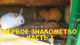 ПЕРВОЕ ЗНАКОМСТВО. ЧАСТЬ 1. КОТ И КРОЛИК.