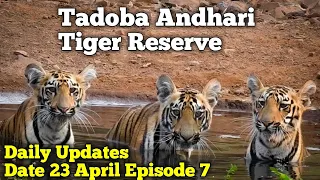 Tadoba Andhari Tiger Reserve || Daily Updates || 23 April 2020 || Episode 7 || Jungle Safari