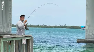 Pier Fishing UNDER a Bridge: HOW TO CATCH (almost) EVERY SPECIES!