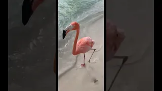 WALKING ON THE BEACH WITH FLAMINGOS! 🤩🦩🌴 *MUST WATCH* #shorts #flamingos #aruba