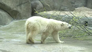 Как мы спасали белого медвежонка ❄