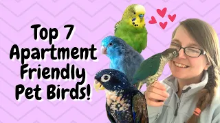 Top 7 Apartment Friendly Birds! | BirdNerdSophie