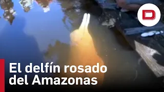 El Parque Nacional Yasuní, santuario del delfín rosado del Amazonas en Ecuador